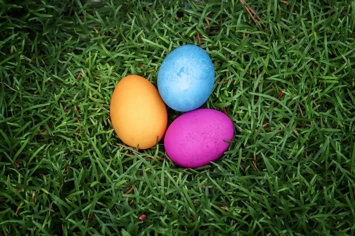 Colorful eggs hidden in the grass for the spring egg hunt